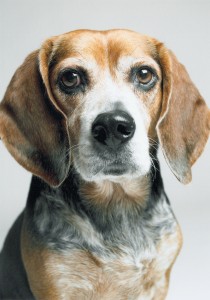 Jan's adorable beagle, Schumacher